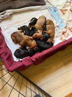 Prachtig teckelnest 2 pups beschikbaar, Dieren en Toebehoren, Standaard, Rabiës (hondsdolheid), 8 tot 15 weken, Korthaar