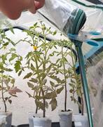 Planten, Tuin en Terras, Planten | Tuinplanten, Ophalen, Volle zon, Groenteplanten, Eenjarig