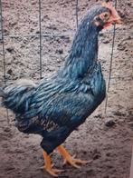 hanen barnevelders blauw zwart wyandotte friese hoen haan, Mannelijk, Kip