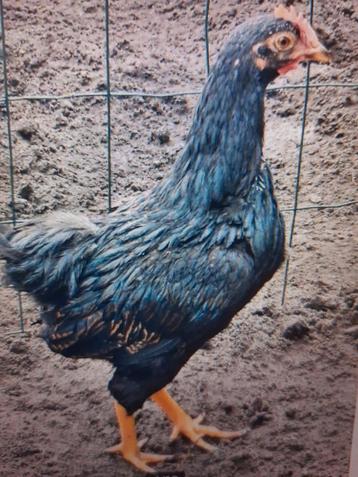  hanen barnevelders blauw zwart wyandotte friese hoen haan beschikbaar voor biedingen
