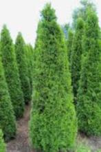 thuja smaragd 7,50 per stuk, Ophalen, Conifeer, Haag, 100 tot 250 cm