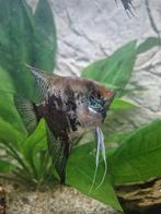 Maanvis Smokey Blue Pinoy, Dieren en Toebehoren, Vis, Zoetwatervis