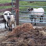 Maasduin ramen, Dieren en Toebehoren, Schapen, Geiten en Varkens, Mannelijk, Schaap