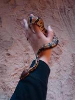 1.0 Python Regius Normal 100% het Piebald, Dieren en Toebehoren, Slang, Tam, 0 tot 2 jaar