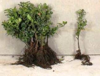 Gewone Hulst 40/60cm ilex aquifolium wortelgoed, Tuin en Terras, Planten | Struiken en Hagen, Minder dan 100 cm, Ophalen