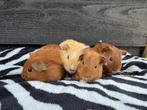 4 cavia zeugjes, Dieren en Toebehoren, Knaagdieren, Cavia, Vrouwelijk, Tam, September