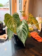 Anthurium crystallinum 'Silver Blush, Ophalen, Halfschaduw, Minder dan 100 cm