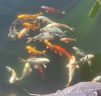 Prachtige koi’s te koop – 15 tot 40 cm – schoon & gezond, Dieren en Toebehoren, Vissen | Vijvervissen, Karper of Koi