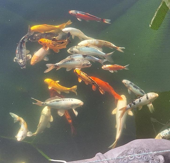 Prachtige koi’s te koop – 15 tot 40 cm – schoon & gezond, Dieren en Toebehoren, Vissen | Vijvervissen, Karper of Koi