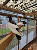 Eksterduiven | Doffers en duivinnen | Passend advies, Dieren en Toebehoren, Meerdere dieren, Overige soorten