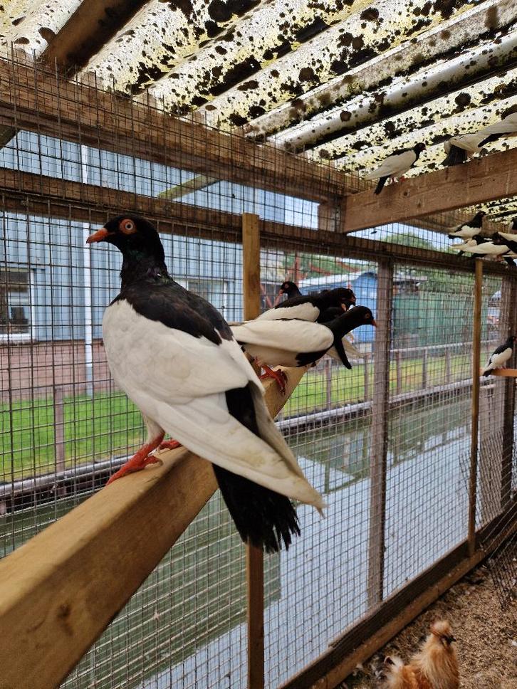 Eksterduiven | Doffers en duivinnen | Passend advies, Dieren en Toebehoren, Pluimvee, Overige soorten, Meerdere dieren