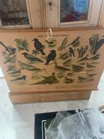 Oude plaat vogels, Ophalen