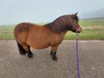 Leuke shetlander, Dieren en Toebehoren, Merrie, Niet van toepassing, A pony (tot 1.17m), Gechipt