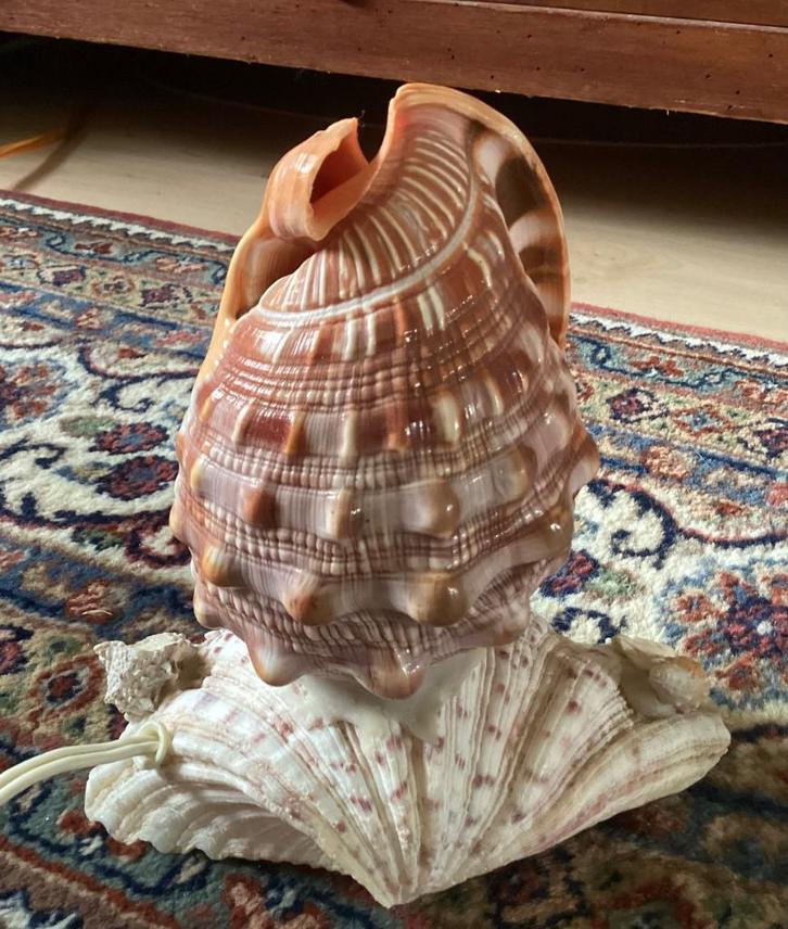 Tafellamp, lamp, schelp, vintage, Antiek en Kunst, Antiek | Lampen, Ophalen
