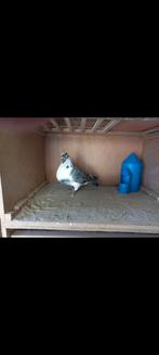 Canario Kroppers, Dieren en Toebehoren, Vogels | Duiven, Meerdere dieren, Kropper