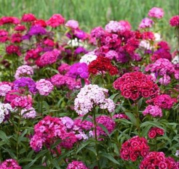 Zaden Duizendschoon - Dianthus barbatus  beschikbaar voor biedingen