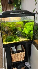 Superfish 50 aquarium compleet, Dieren en Toebehoren, Vissen | Aquaria en Toebehoren, Ophalen of Verzenden, Gevuld zoetwateraquarium