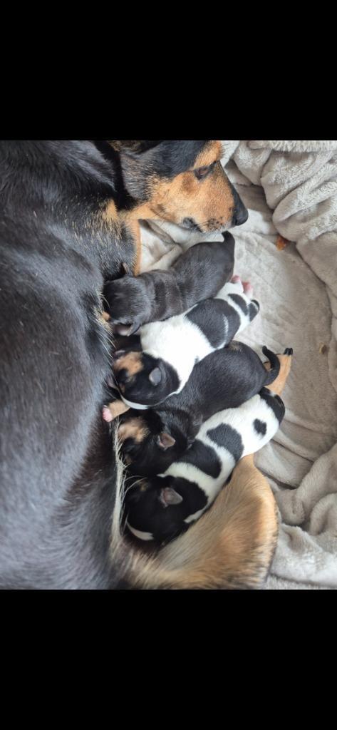 Boerenfox Pups, Dieren en Toebehoren, Honden | Jack Russells en Terriërs, Meerdere dieren, Overige rassen, Particulier, Meerdere
