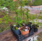Tuin = Fruit = Braam - Doornloos - Evergreen - M, Ophalen, Vaste plant, Fruitplanten