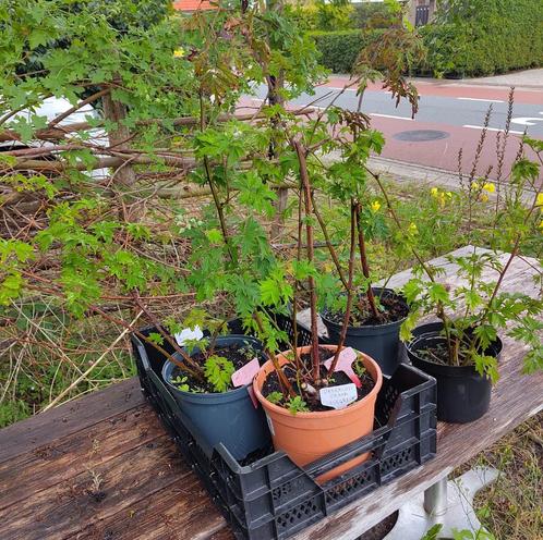Tuin = Fruit = Braam - Doornloos - Evergreen - M, Tuin en Terras, Planten | Tuinplanten, Vaste plant, Fruitplanten, Ophalen