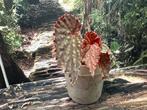 Begonia Kapuashuluensis (Temuyuk) x Chlorostica, Ophalen of Verzenden, Overige soorten, Minder dan 100 cm
