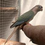 2 Pyrrhura’s, Dieren en Toebehoren, Vogels | Parkieten en Papegaaien, Geslacht onbekend, Parkiet