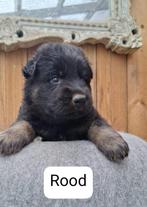 Hier weer nieuwe mooie foto's van de pups, Dieren en Toebehoren, Honden | Herdershonden en Veedrijvers, Reu, 8 tot 15 weken, Meerdere