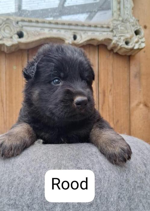 Hier weer nieuwe mooie foto's van de pups, Dieren en Toebehoren, Honden | Herdershonden en Veedrijvers, Reu, Herder, Particulier