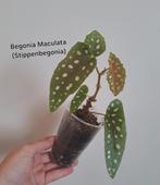 Begonia Maculata (stippenbegonia) stekken, Huis en Inrichting, Kamerplanten, Ophalen of Verzenden, Overige soorten, Minder dan 100 cm
