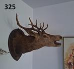 diverse opgezette dieren taxidermie anatomische modellen, Ophalen, Gebruikt, Hert, Opgezet dier