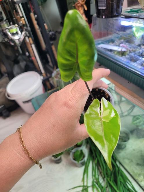 Alocasia macrorrhiza black stem albo variegata, Huis en Inrichting, Kamerplanten, Overige soorten, Minder dan 100 cm, Ophalen of Verzenden