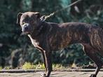Amerikaanse stafford teef, 15 weken tot 1 jaar, American Staffordshire Terriër, Teef, Eén hond