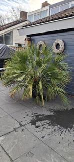 Palmboom, Tuin en Terras, Planten | Bomen, 100 tot 250 cm, Zomer, Palmboom, Ophalen