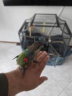 Te koop twee mooie parelparkieten, Dieren en Toebehoren, Vogels | Parkieten en Papegaaien