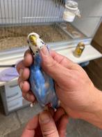 Parkiet Opaline Blauw/Violet Pop 2024, Dieren en Toebehoren, Vrouwelijk, Parkiet