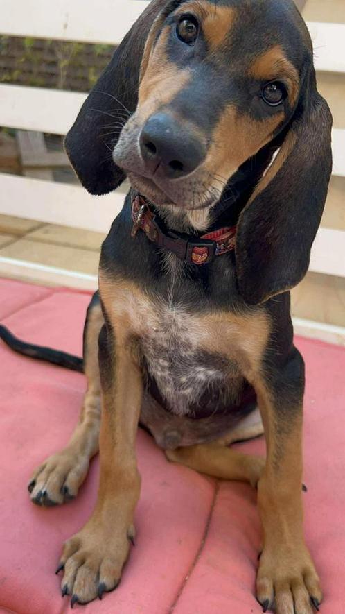 Floppy  kan in juni vliegen verblijft in Cyprus, Dieren en Toebehoren, Honden | Niet-rashonden, Middel, Reu, Particulier, Eén hond