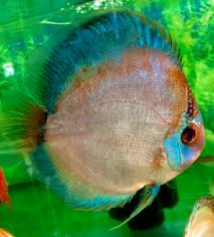 Discus Ghost ca 8 cm - Siner - Koidream Valburg, Dieren en Toebehoren, Vissen | Aquariumvissen, Zoetwatervis, Vis