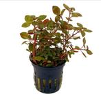 Ludwigia Palustris super red aquariumplant aquarium planten, Ophalen of Verzenden, Nieuw, Plant(en), Steen of Hout