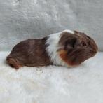 Super lieve jonge cavia zeugjes te koop, Dieren en Toebehoren, Knaagdieren, Augustus, Vrouwelijk, Cavia