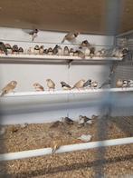 Zebravinken, Meerdere dieren