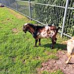 Bonte hoornloze bok te huur, Mannelijk, Geit, 0 tot 2 jaar