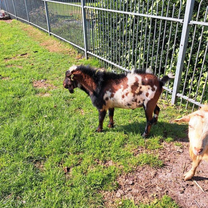 Bonte hoornloze bok te huur, Dieren en Toebehoren, Schapen, Geiten en Varkens, Geit, Mannelijk, 0 tot 2 jaar