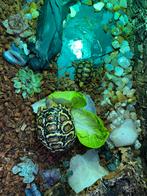 Luipaard schildpad, Dieren en Toebehoren, Schildpad