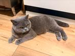 Vrouwelijke britse korthaar met stamboom, Dieren en Toebehoren, Poes, Gechipt, 3 tot 5 jaar
