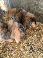 2 konijnen zoeken nieuw huis, Dieren en Toebehoren, Konijnen, Meerdere dieren, Middelgroot, Hangoor, 0 tot 2 jaar
