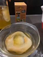 Bio kombucha SCOBY, Diversen, Levensmiddelen, Ophalen