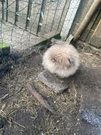 Konijnen, Dieren en Toebehoren, Konijnen, Mannelijk