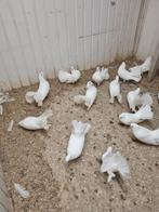 Duiven, Dieren en Toebehoren, Meerdere dieren, Postduif