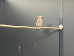 Te koop Vlaamse gaai, Dieren en Toebehoren, Vogels | Overige Vogels, Mannelijk, Wildzangvogel, Geringd
