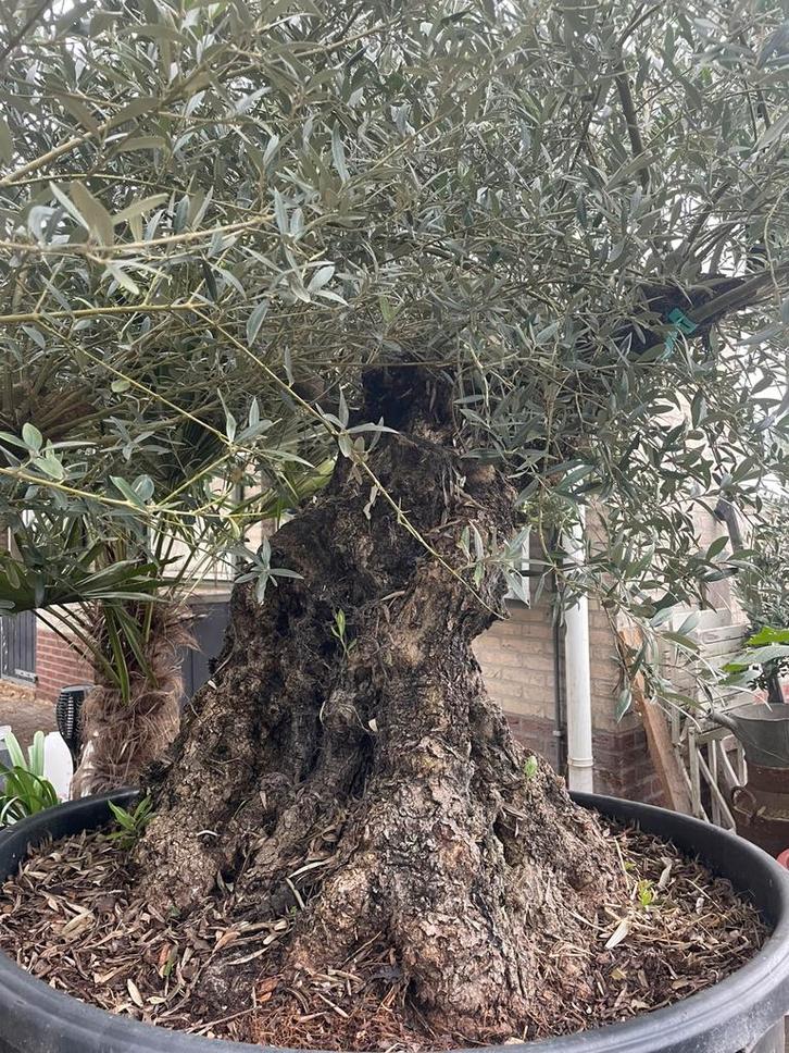 ️️❗️Actie️️️️️️❗️ Tekoop olijfboom Olea europea, Tuin en Terras, Planten | Bomen, Olijfboom, 250 tot 400 cm, Volle zon, Lente